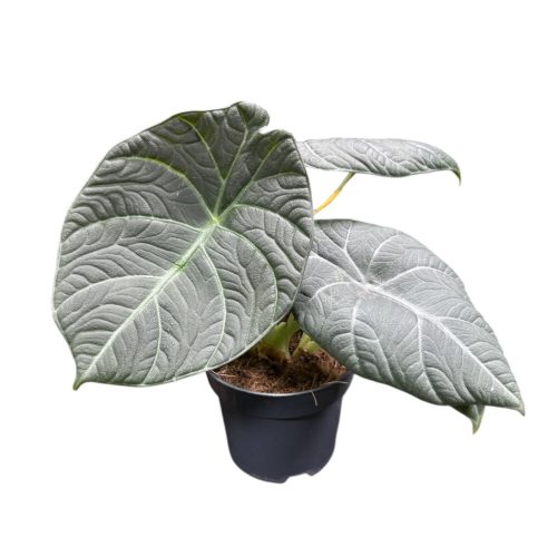Alocasia 'Maharani'