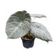 Alocasia 'Maharani'