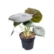 Alocasia 'Maharani'