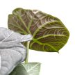 Alocasia 'Maharani'