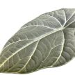 Alocasia 'Maharani'