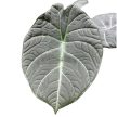 Alocasia 'Maharani'