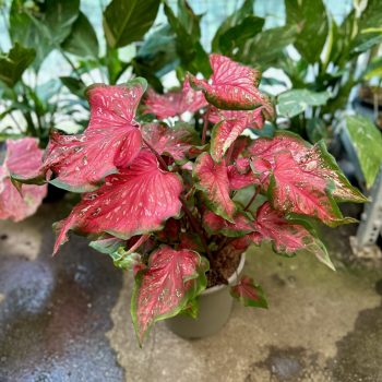 Caladium hortulanum 'Scarlet Flame' (XXL)