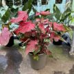 Caladium hortulanum 'Scarlet Flame' (XXL)