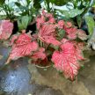 Caladium hortulanum 'Scarlet Flame' (XXL)