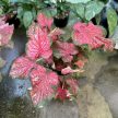 Caladium hortulanum 'Scarlet Flame' (XXL)