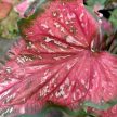Caladium hortulanum 'Scarlet Flame' (XXL)