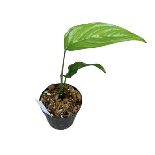 Monstera gracilis 'Colombia'