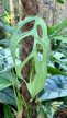 Monstera gracilis 'Colombia'