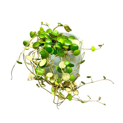 Peperomia prostrata 'Pepperspot'