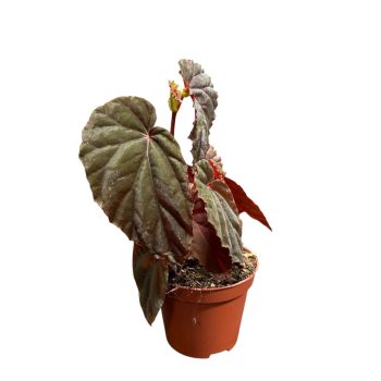 Begonia sp. 'Black Blood'
