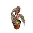 Begonia sp. 'Black Blood'
