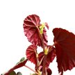 Begonia sp. 'Black Blood'