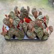 Begonia sp. 'Black Blood'