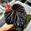 Begonia sp. 'Black Blood'