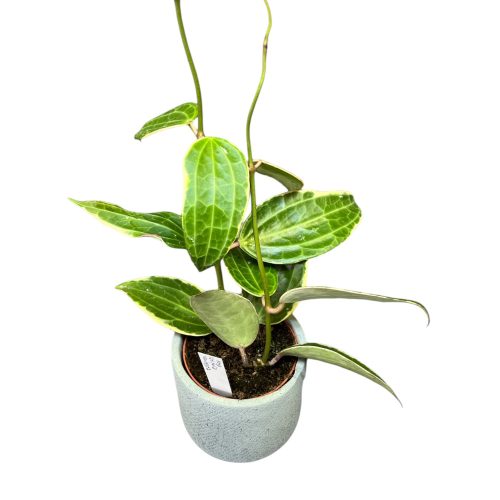 Hoya latifolia 'Variegata' (M)