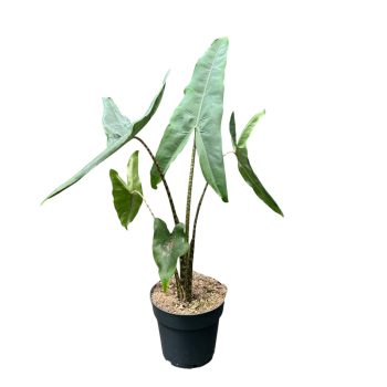 Alocasia tigrina