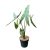 Alocasia tigrina