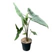 Alocasia tigrina