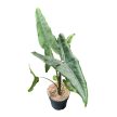 Alocasia tigrina