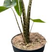 Alocasia tigrina