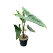 Alocasia tigrina