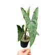 Alocasia tigrina