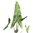 Alocasia tigrina