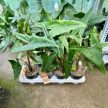 Alocasia tigrina