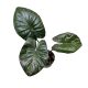 Alocasia serendipity 'Pink Variegata' (Inplanted) 2.