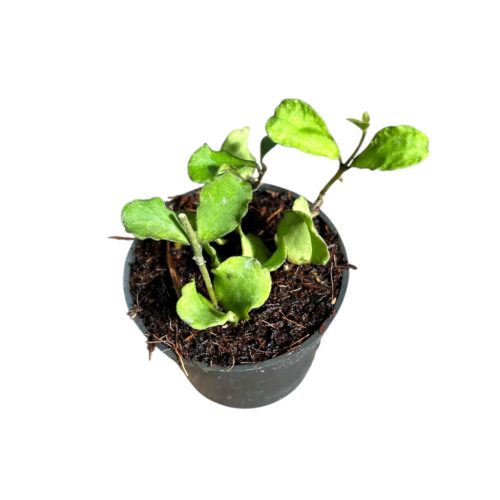Hoya kanyakumariana