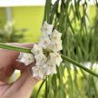 Hoya linearis (virágzó méret)