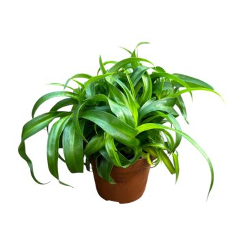 Chlorophytum comosum ‘Green Bonnie’