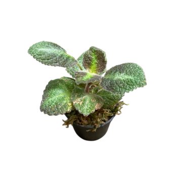 Episcia lilacina 'Blue Nile' mini (Inplanted)