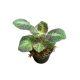 Episcia lilacina 'Blue Nile' mini (Inplanted)