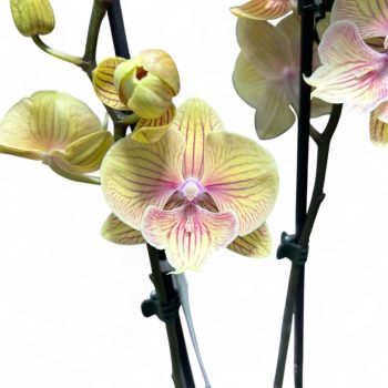 Phalaenopsis hibrid 1. (BigLip)