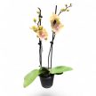 Phalaenopsis hibrid 1. (BigLip)