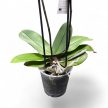 Phalaenopsis hibrid 1. (BigLip)