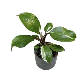 Philodendron erubescens 'White Knight'