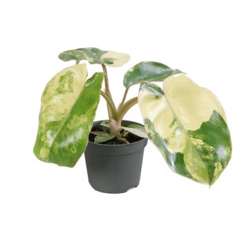 Philodendron burle-marxii 'Variegata'