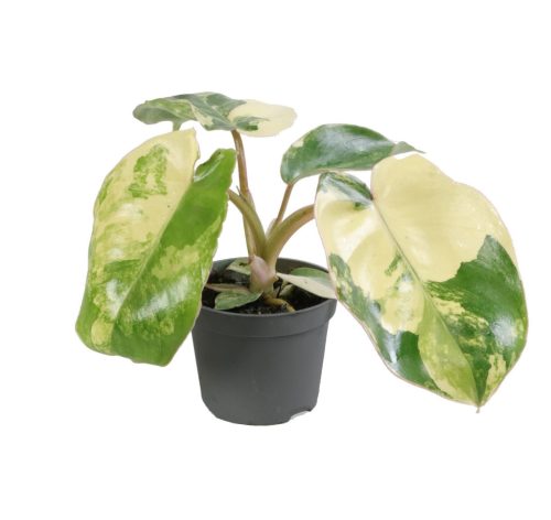 Philodendron burle-marxii 'Variegata'