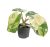 Philodendron burle-marxii 'Variegata'