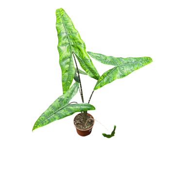 Alocasia zebrina f. reticulata