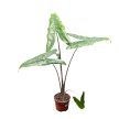 Alocasia zebrina f. reticulata