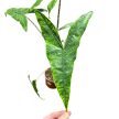 Alocasia zebrina f. reticulata