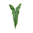 Alocasia zebrina f. reticulata