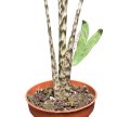 Alocasia zebrina f. reticulata