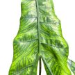 Alocasia zebrina f. reticulata