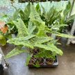 Alocasia zebrina f. reticulata