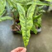 Alocasia zebrina f. reticulata